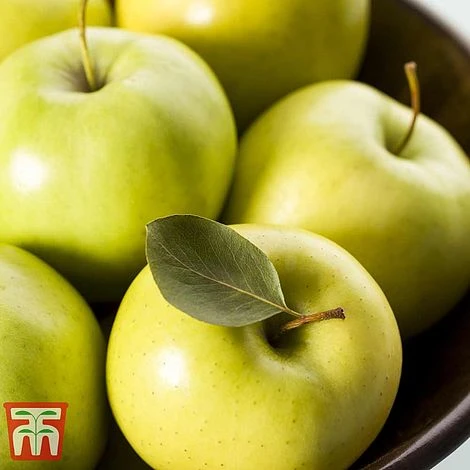 Apple 'Golden Delicious' 3 Apple 'Golden Delicious'