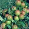 Apple 'Cox Self Fertile' 2 Apple 'Cox Self Fertile' -Eden Yard Zone APPL TKA1749 A