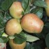 Apple 'Adam's Pearmain' -Eden Yard Zone APPL TKA1807 A