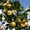 Apple 'Ashmead's Kernel' 2 Apple 'Ashmead's Kernel' -Eden Yard Zone APPL TKA1809 A