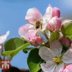 Apple 'Blenheim Orange' 10 Apple 'Blenheim Orange' -Eden Yard Zone APPL TKA1817 D