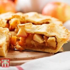 Apple 'Blenheim Orange' 11 Apple 'Blenheim Orange' -Eden Yard Zone APPL TKA1817 E