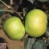 Apple 'Bountiful' -Eden Yard Zone APPL TKA1819 A