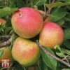 Apple 'Christmas Pippin' -Eden Yard Zone APPL TKA1821 A1