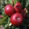 Apple 'Discovery' -Eden Yard Zone APPL TKA1825 A