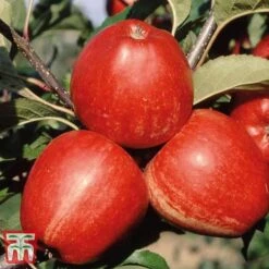 Apple 'Gala' -Eden Yard Zone APPL TKA1831 B