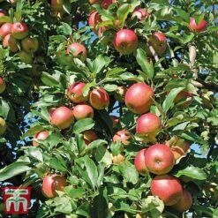 Apple 'Gala' -Eden Yard Zone APPL TKA1831 C