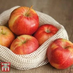 Apple 'Gala' -Eden Yard Zone APPL TKA1831 D