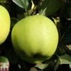 Apple 'Greensleeves' 2 Apple 'Greensleeves' -Eden Yard Zone APPL TKA1837 A