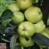 Apple 'Keswick Codlin' -Eden Yard Zone APPL TKA1847 A