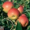 Apple 'Laxton's Superb' 1 Apple 'Laxton's Superb' -Eden Yard Zone APPL TKA1851 A