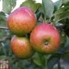 Apple 'Lord Lambourne' -Eden Yard Zone APPL TKA1855 A