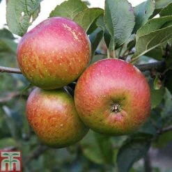 Apple 'Lord Lambourne' -Eden Yard Zone APPL TKA1855 B