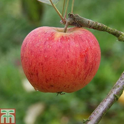 Apple 'Paradice Gold' 4 Apple 'Paradice Gold' - Image 2