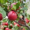 Apple 'Red Devil' -Eden Yard Zone APPL TKA1861 A1