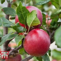 Apple 'Red Devil' -Eden Yard Zone APPL TKA1861 B