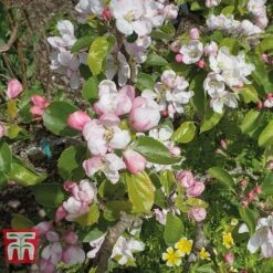 Apple 'Red Devil' -Eden Yard Zone APPL TKA1861 C