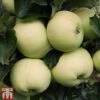 Apple 'Reverend W. Wilks' -Eden Yard Zone APPL TKA1865 A