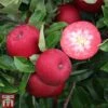 Apple 'Rosette' 1 Apple 'Rosette' -Eden Yard Zone APPL TKA1867 A