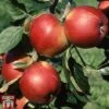 Apple 'Santana' -Eden Yard Zone APPL TKA1869 A