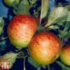 Apple 'Sunset' -Eden Yard Zone APPL TKA1877 A