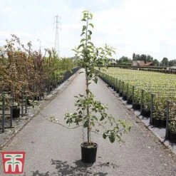 Apple 'Jonagold' -Eden Yard Zone APPL TKA3264 A