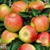 Apple 'Jonagold' -Eden Yard Zone APPL TKA3264 B