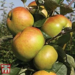 Favourite Fruit Tree Collection -Eden Yard Zone APPLE KA7999 A