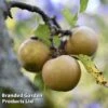 Apple 'Egremont Russet' 1 Apple 'Egremont Russet' -Eden Yard Zone APPLE MH 78370 A