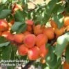 Apricot 'Flavorcot'® 1 Apricot 'Flavorcot'® -Eden Yard Zone APRI CWW3222 C