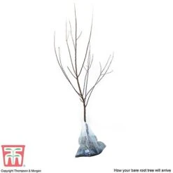 Apricot 'Flavorcot'® 9 Apricot 'Flavorcot'® -Eden Yard Zone APRI CWW3222 D