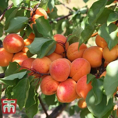 Apricot 'Tomcot' 3 Apricot 'Tomcot'