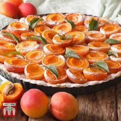 Apricot 'Tomcot' 5 Apricot 'Tomcot' -Eden Yard Zone APRI TKA2009 E