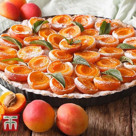 Apricot 'Tomcot' 4 Apricot 'Tomcot' - Image 2