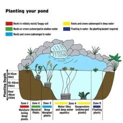 Geum Rivale (Marginal Aquatic) 5 Geum Rivale (Marginal Aquatic) -Eden Yard Zone AQUATIC IMAGE B h