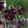 Aquilegia Vulgaris Var. Stellata 'Black Barlow' 1 Aquilegia Vulgaris Var. Stellata 'Black Barlow' -Eden Yard Zone AQUI T82197 A
