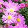 Aster Novi-belgii 'Alice Haslam' -Eden Yard Zone ASTE T82132 A