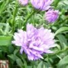Aster Novi-belgii 'Audrey' -Eden Yard Zone ASTE T82134 A