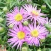 Aster Novi-belgii 'Dandy' 2 Aster Novi-belgii 'Dandy' -Eden Yard Zone ASTE T82140 A