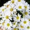 Aster Novi-belgii 'Snow Cushion' -Eden Yard Zone ASTE T82150 A