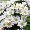 Aster Novi-belgii 'Snowsprite' -Eden Yard Zone ASTE T82152 A