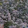 Aster Novi-belgii 'Lady In Black' -Eden Yard Zone ASTE T82198 A