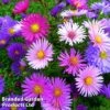 Aster Alpinus Mixed -Eden Yard Zone ASTE MIXDALPIN1