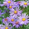 Aster Amellus 'Rudolf Goethe' 2 Aster Amellus 'Rudolf Goethe' -Eden Yard Zone ASTE RUDOLFGOE L44922
