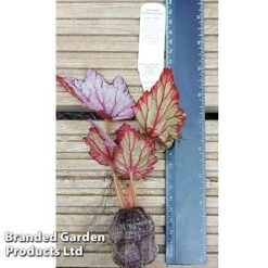 Begonia Rex 'Candy Queen' -Eden Yard Zone BEGO CANDY WKF1115 C