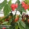 Begonia 'Comte De Lesseps' -Eden Yard Zone BEGO COMTEDELE S39301