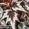 Begonia 'Dark Eyes' 1 Begonia 'Dark Eyes' -Eden Yard Zone BEGO DARKEYES S455861