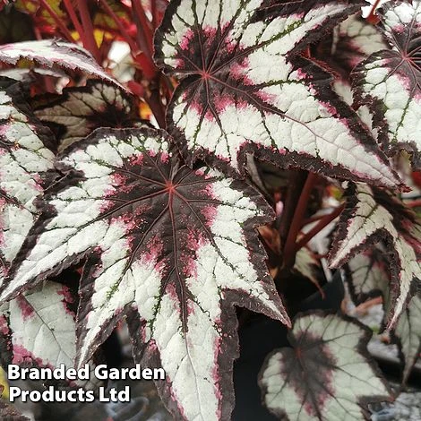 Begonia 'Dark Eyes' 3 Begonia 'Dark Eyes'