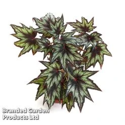 Begonia 'Little Brother Montgomery' 7 Begonia 'Little Brother Montgomery' -Eden Yard Zone BEGO LILBROMON W45804