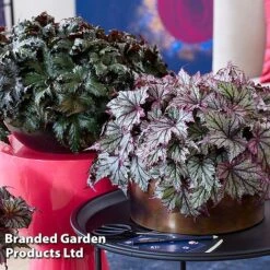 Begonia 'Spacestars Duo'